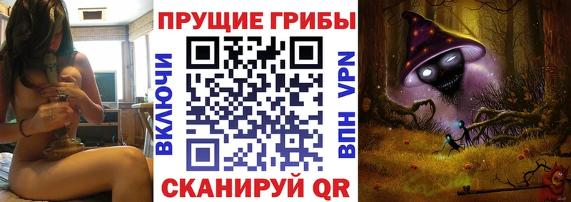 Галлюциногенные грибы Psilocybine cubensis  Новосокольники 